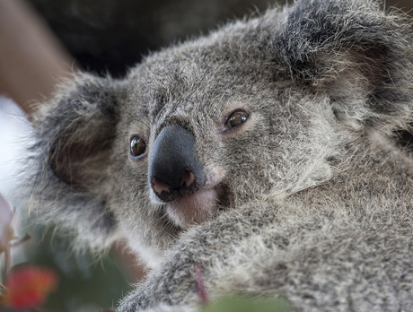 koala near harrah