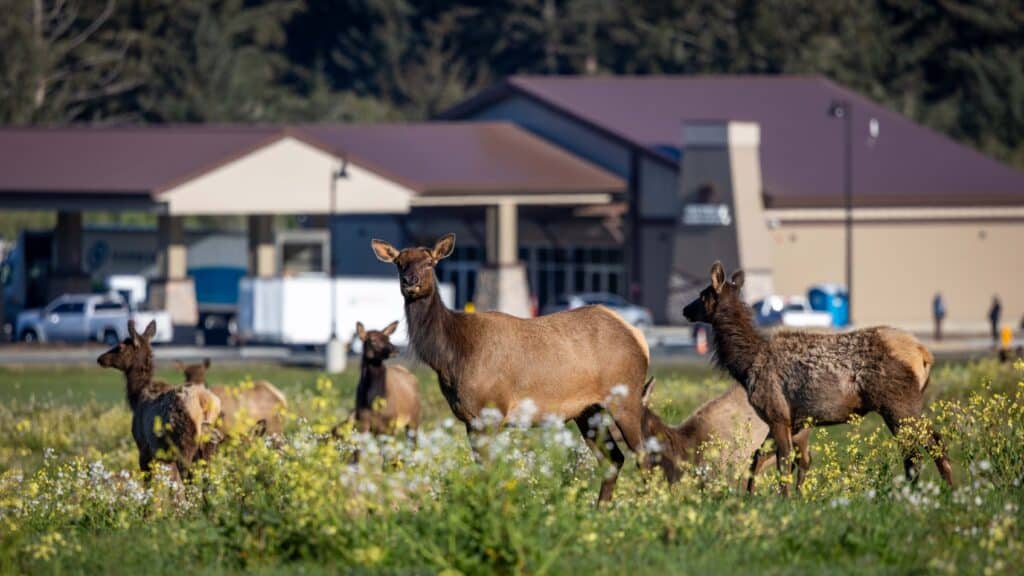 C Store%20exterior 4%20elk%20in%20front%20of%20fuel%20mart 1